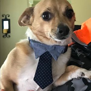 Cute Tie Collar